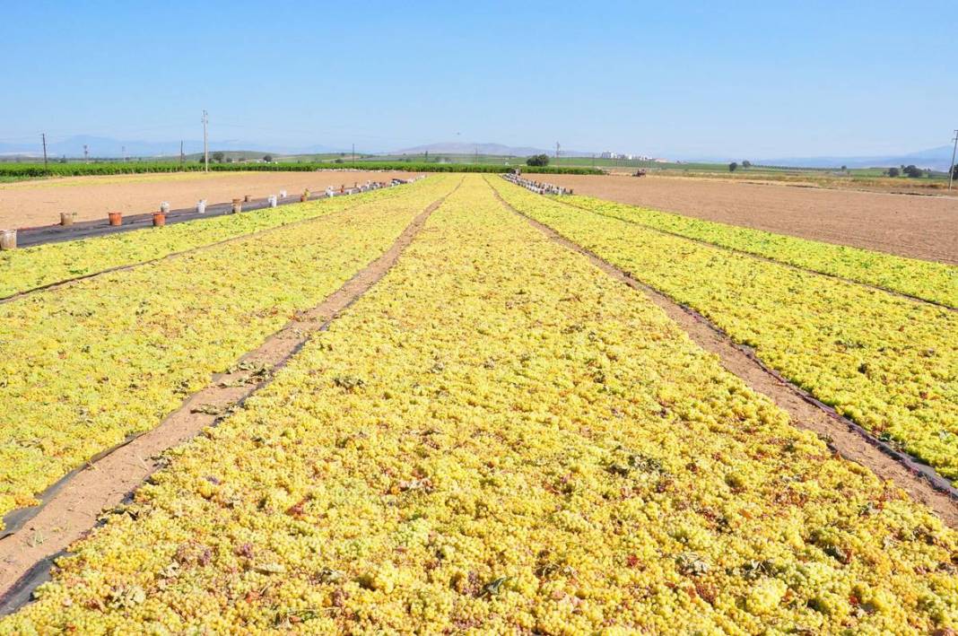 Üzüm ihracatının yüzde 90'ı bu kentten yapılıyor: 103 ülkeye gönderiliyor! Üzümler serildi, ovadan renkli görüntüler... 15